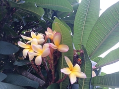 Plumeria obtusa