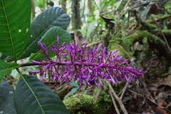 Palicourea angustifolia