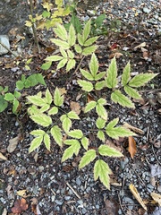 Actaea