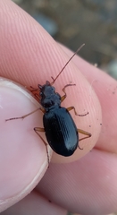 Nebria eschscholtzii