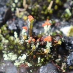 Cladonia parasitica