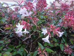 Abelia