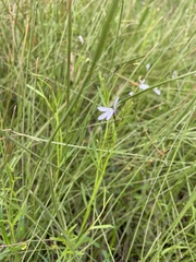 Lobelia stenophylla