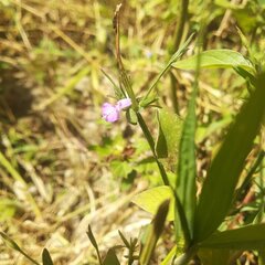 Dicliptera peduncularis