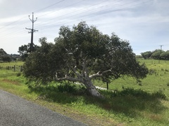 Eucalyptus cosmophylla