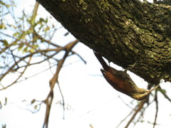 Lepidocolaptes angustirostris