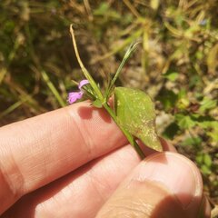 Dicliptera peduncularis