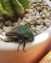 Cotinis mutabilis schaumi