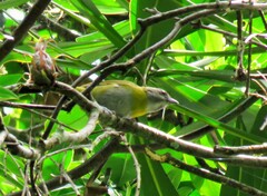 Chlorospingus canigularis