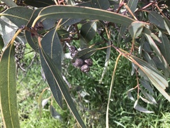 Eucalyptus cosmophylla