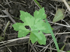 Hydrophyllum canadense