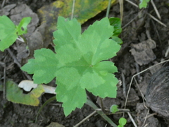 Hydrophyllum canadense
