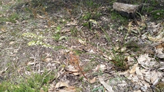 Stackhousia aspericocca