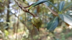 Ternstroemia