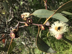 Eucalyptus cosmophylla