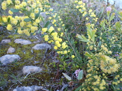Acacia acinacea