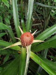 Ananas comosus bracteatus