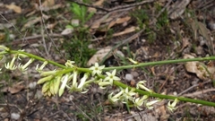 Stackhousia aspericocca