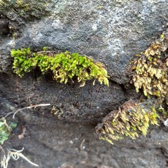 Fissidens bryoides