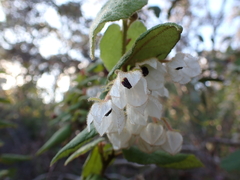 Lasiopetalum schulzenii