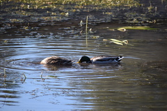 Anas platyrhynchos