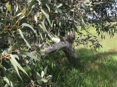 Eucalyptus cosmophylla