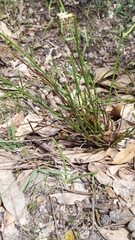 Stackhousia aspericocca