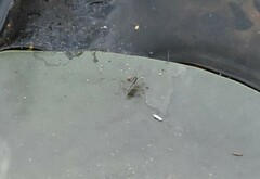 Gerromorpha