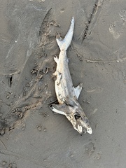 Carcharhinus limbatus