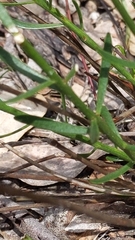 Stackhousia aspericocca