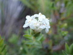 Pimelea humilis