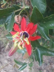 Passiflora manicata
