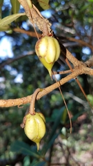 Ternstroemia