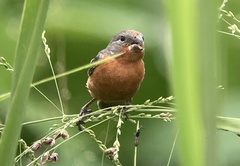 Sporophila minuta image