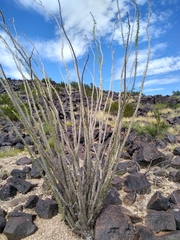Fouquieria splendens splendens