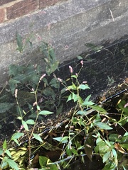 Persicaria longiseta