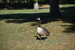 Branta canadensis