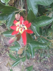 Passiflora manicata