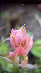 Castilleja rhexiifolia