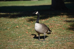 Branta canadensis