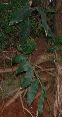 Hedychium