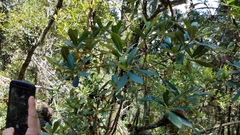 Ternstroemia