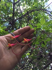 Tropaeolum pentaphyllum