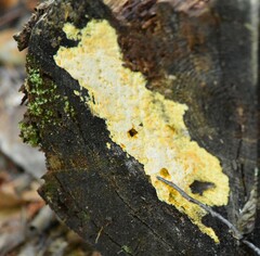 Trichoderma sulphureum