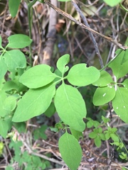 Tropaeolum pentaphyllum
