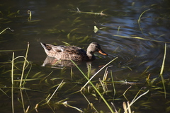 Anas platyrhynchos