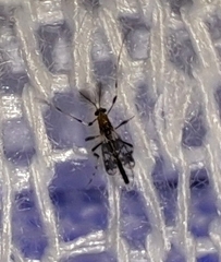 Kribiodorum perpulchrum