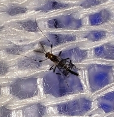 Kribiodorum perpulchrum