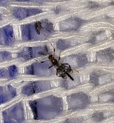 Kribiodorum perpulchrum