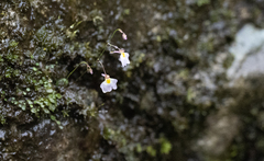 Utricularia striatula
